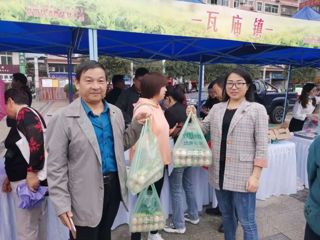 紫阳富硒茶采摘现场视频（紫阳茶富硒饮品价格）-硒宝网