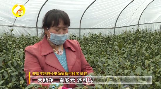 紫阳富硒茶采摘现场视频（紫阳富硒茶山）-硒宝网