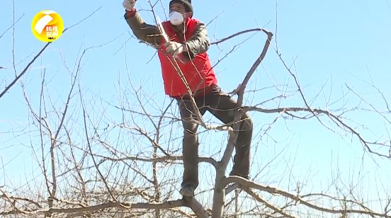 紫阳富硒茶采摘现场视频（紫阳富硒茶山）-硒宝网