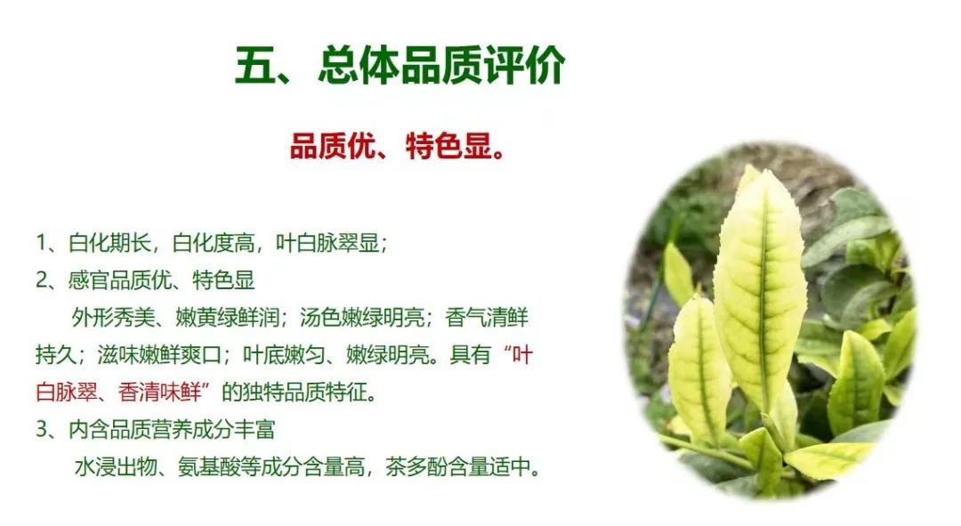 江西富硒茶恩施玉露加工(恩施玉露茶和富硒茶一样吗)-硒宝网