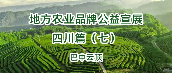 高山绿茶富硒茶如何冲泡(高山绿茶功效)-硒宝网