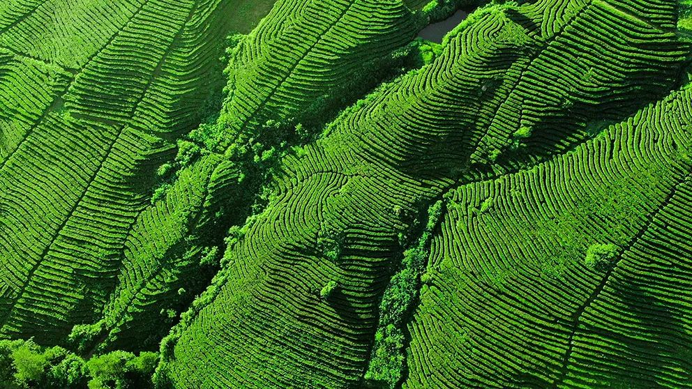 高山绿茶富硒茶如何冲泡(高山绿茶功效)-硒宝网