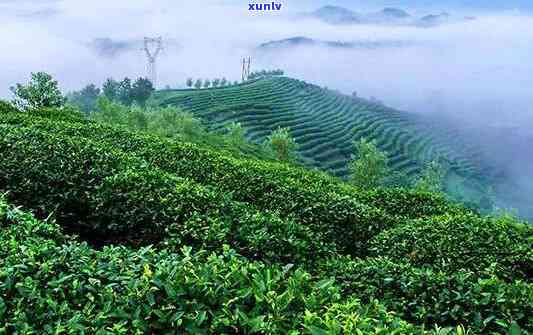 凤冈富硒茶产业发展经验（凤岗硒茶价格）-硒宝网