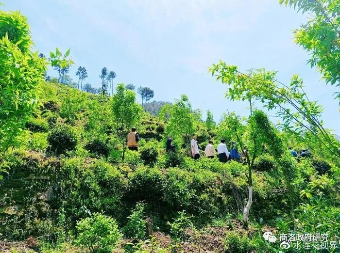 淘宝.安康富硒茶的春茶(安康茶淘宝富硒春茶是正品吗)-硒宝网
