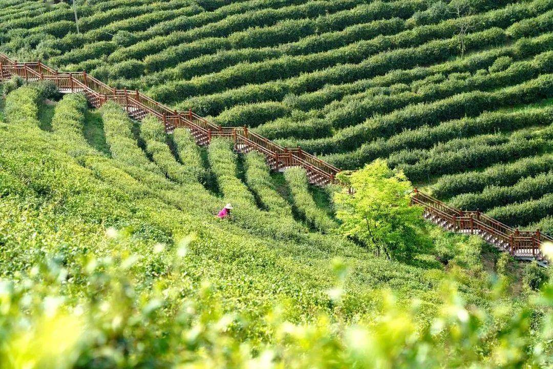 安康富硒茶产业发展意义（安康茶文化）-硒宝网