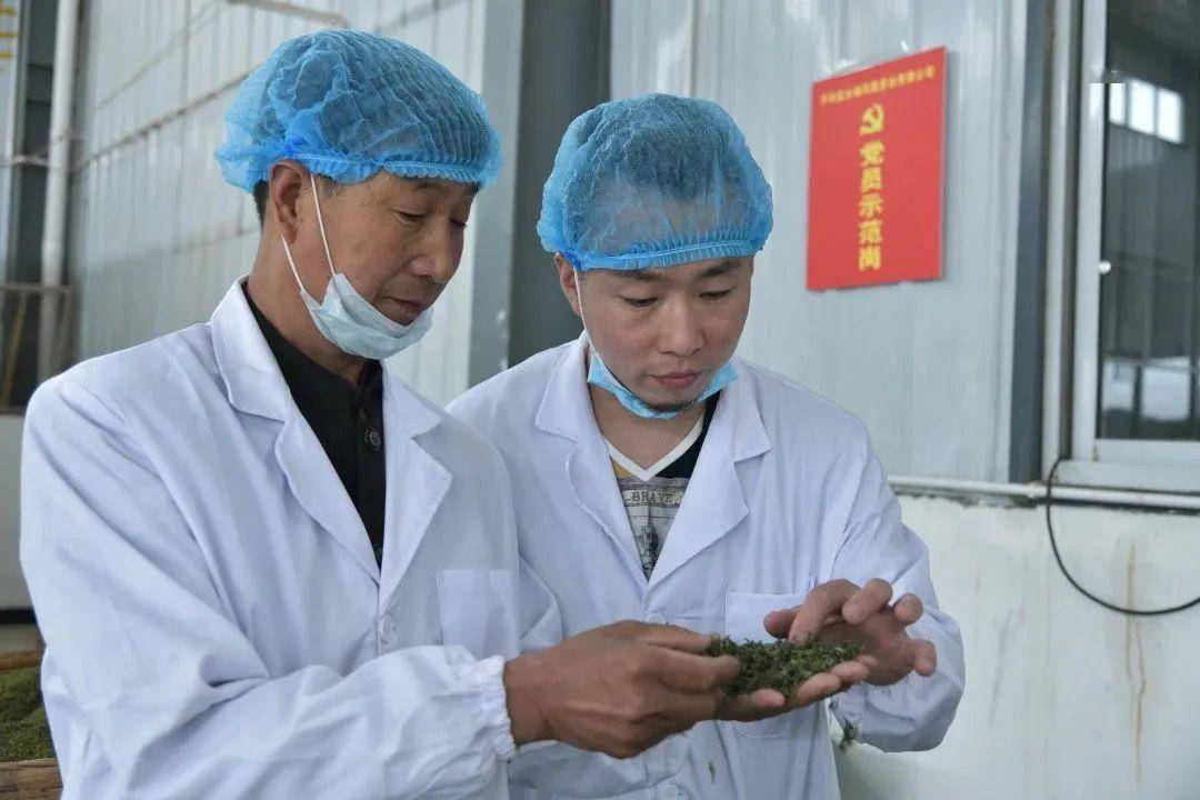 安康富硒茶产业发展意义（安康茶文化）-硒宝网