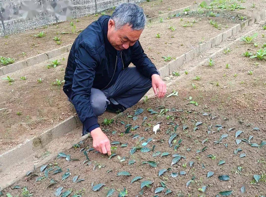 安康富硒茶产业发展意义（安康茶文化）-硒宝网