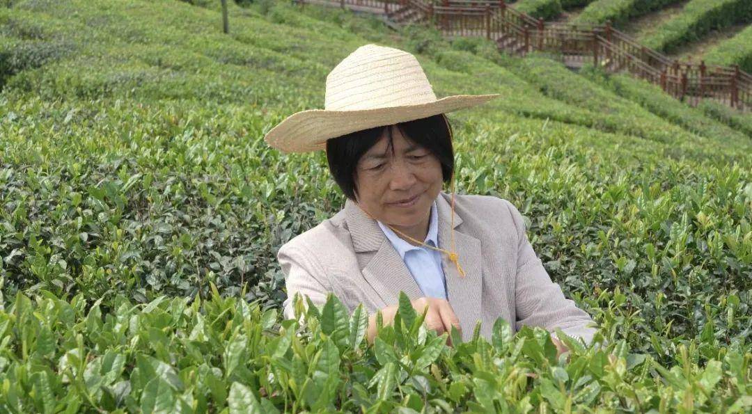 安康富硒茶产业发展意义（安康茶文化）-硒宝网