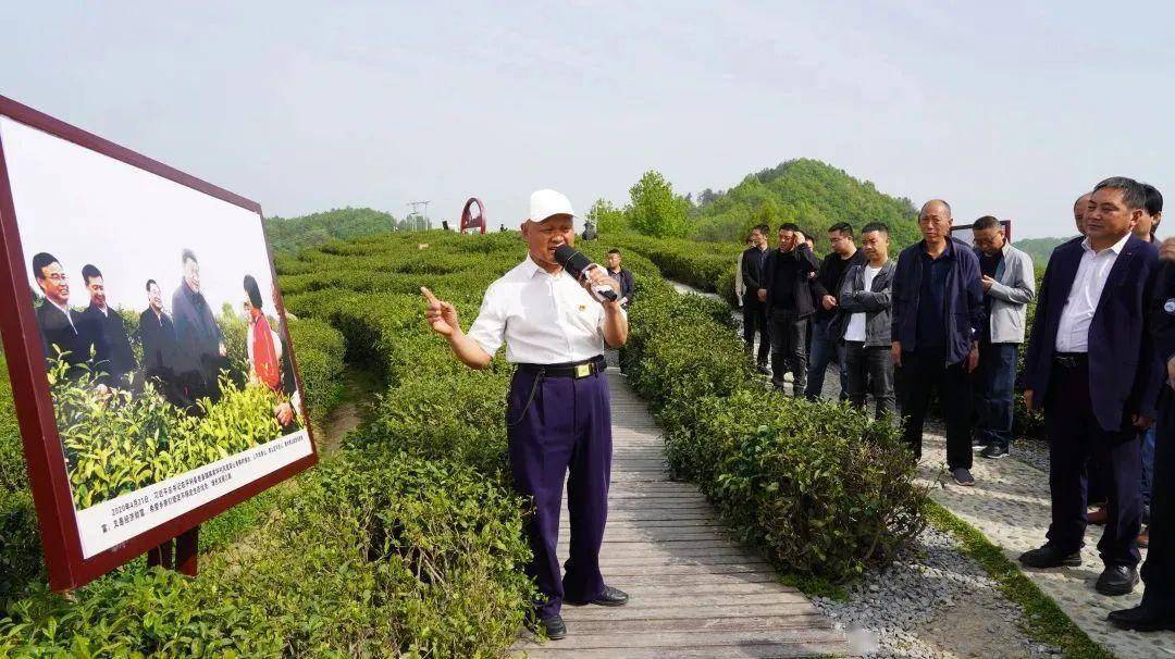 安康富硒茶产业发展意义（安康茶文化）-硒宝网