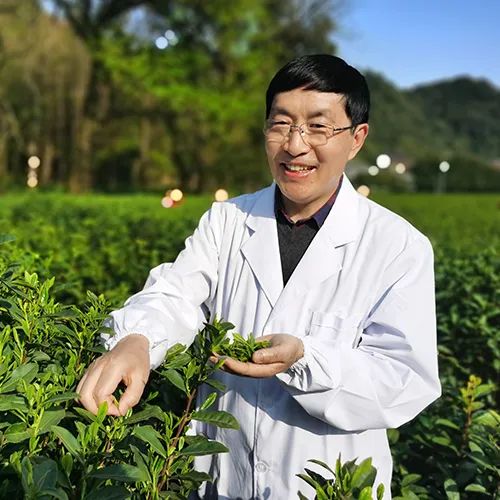 安康富硒茶产业发展意义（安康茶叶种植概况）-硒宝网