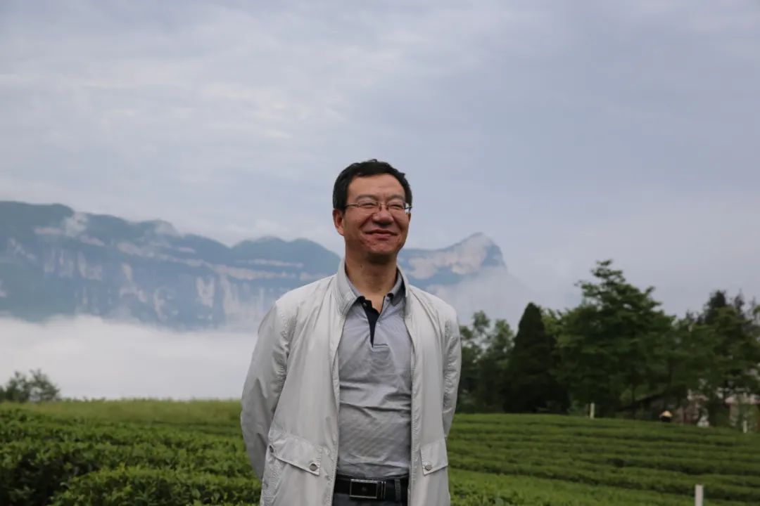 紫阳富硒茶制茶工艺流程(紫阳富硒茶制作过程)-硒宝网