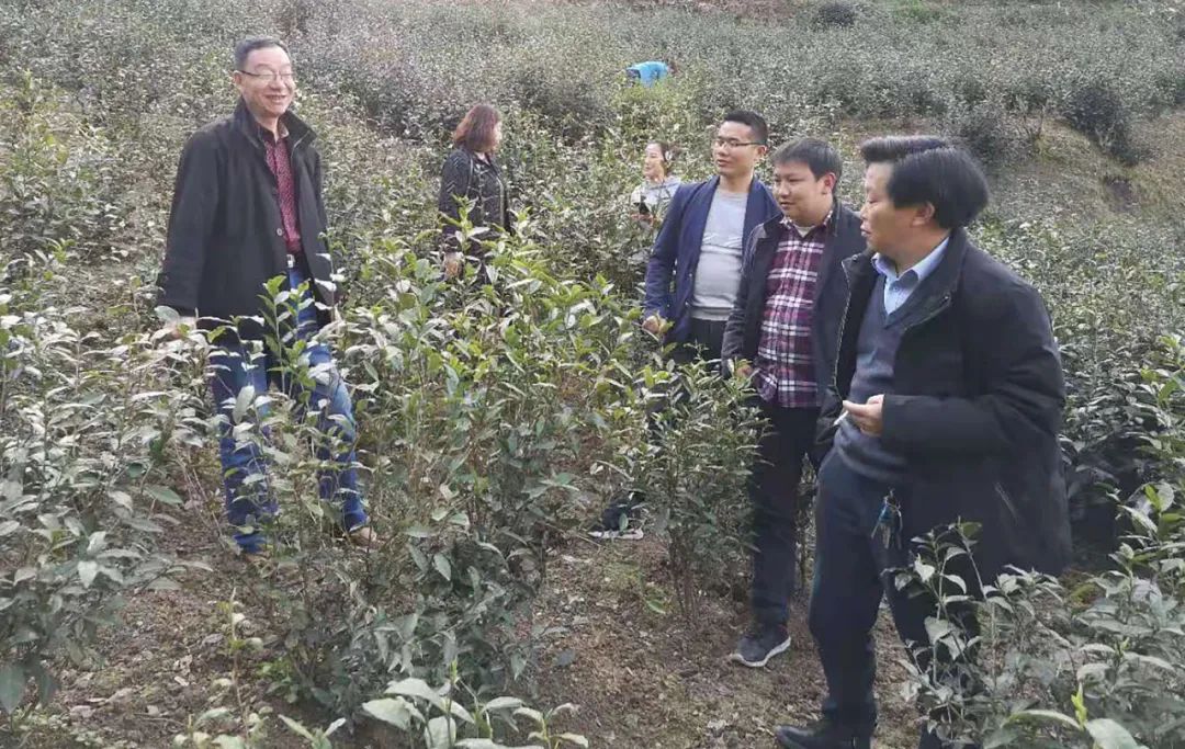 紫阳富硒茶制茶工艺流程(紫阳富硒茶制作过程)-硒宝网