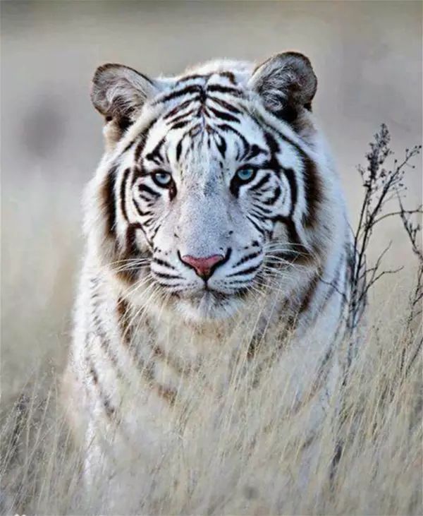 紫阳富硒茶哪个牌子最好(紫阳富硒茶品牌价值)-硒宝网