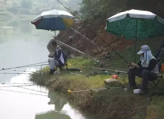 紫阳富硒茶哪个牌子最好(紫阳富硒茶品牌价值)-硒宝网