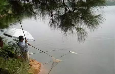 紫阳富硒茶哪个牌子最好(紫阳富硒茶品牌价值)-硒宝网