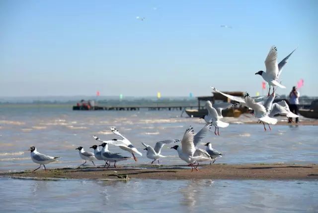 紫阳富硒茶哪个牌子最好(紫阳富硒茶品牌价值)-硒宝网