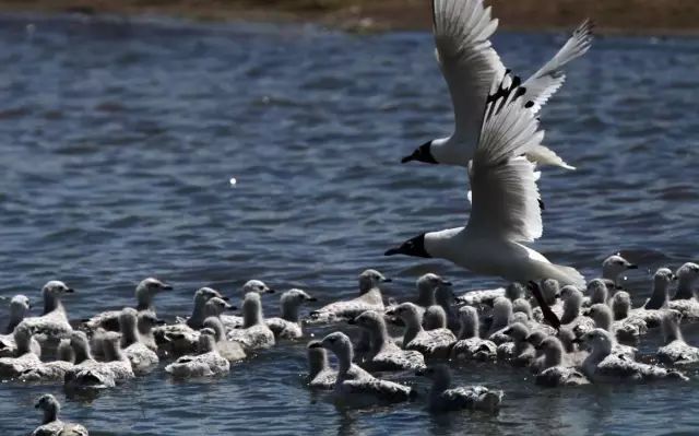 紫阳富硒茶哪个牌子最好(紫阳富硒茶品牌价值)-硒宝网