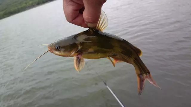 紫阳富硒茶哪个牌子最好(紫阳富硒茶品牌价值)-硒宝网