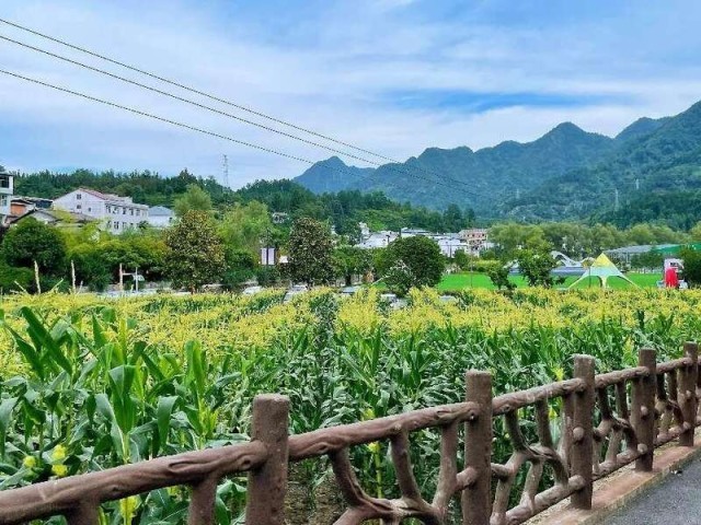 紫阳富硒茶采摘了吗现在（采摘茶紫阳富硒现在能种吗）-硒宝网