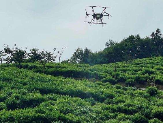 紫阳富硒茶采摘了吗现在（采摘茶紫阳富硒现在能种吗）-硒宝网