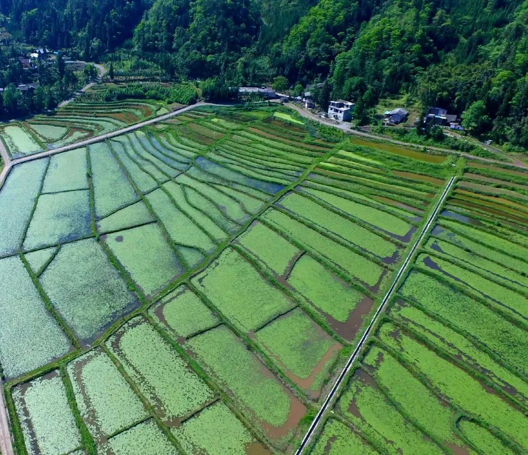 北京富硒茶恩施玉露价格(恩施玉露茶茶具)-硒宝网