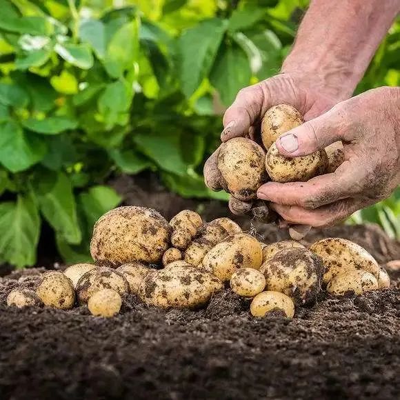 北京富硒茶恩施玉露价格(恩施玉露茶茶具)-硒宝网