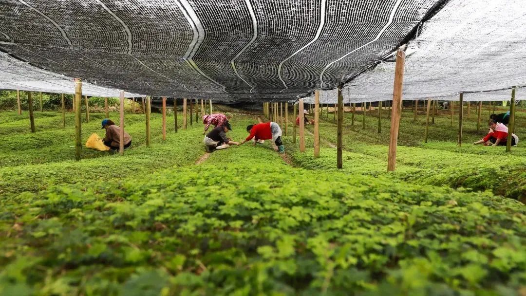 北京富硒茶恩施玉露价格(恩施玉露茶茶具)-硒宝网