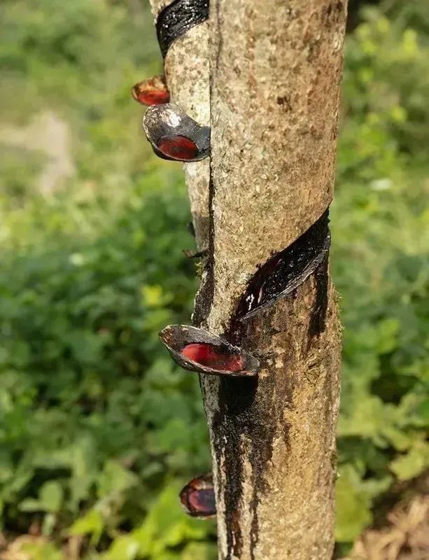 北京富硒茶恩施玉露价格(恩施玉露茶茶具)-硒宝网