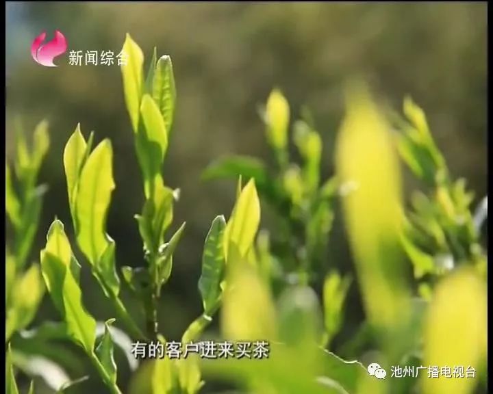 仙寓山富硒茶属于什么茶(仙寓山茶叶)-硒宝网