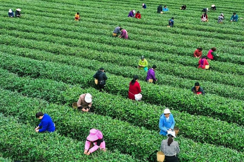 安康富硒茶陕茶1号价格(安康富硒茶属于绿茶吗)-硒宝网