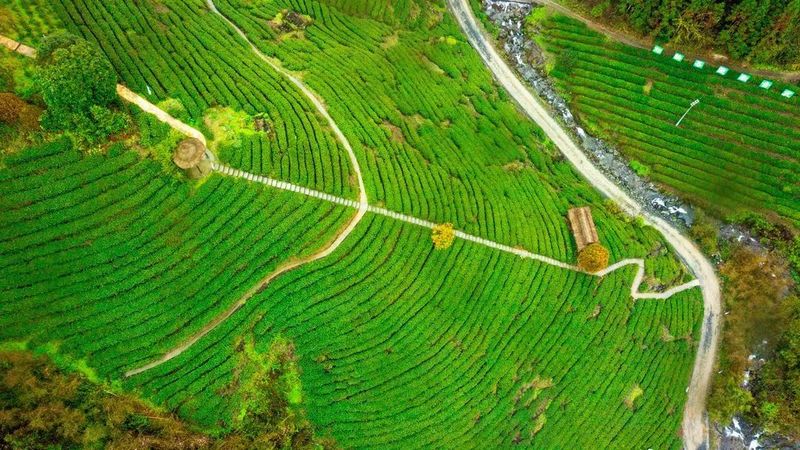 安康富硒茶陕茶1号价格(安康富硒茶属于绿茶吗)-硒宝网