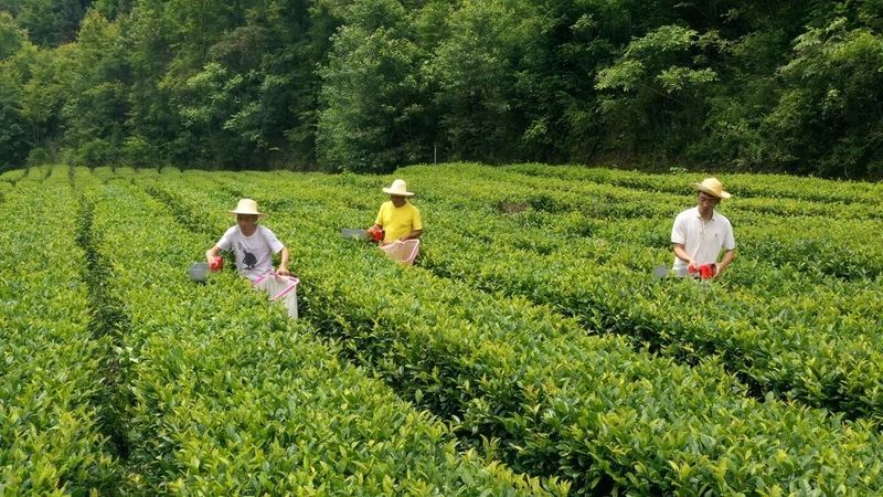 安康富硒茶陕茶1号价格(安康富硒茶属于绿茶吗)-硒宝网