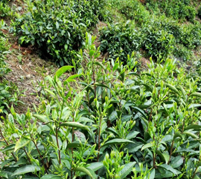 仙寓山富硒茶属于什么茶(野生富硒茶仙寓山怎么卖)-硒宝网