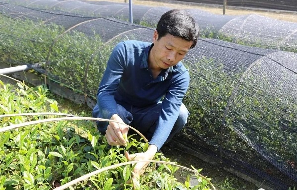 安康富硒茶陕茶1号价格(安康富硒茶主要产自哪里)-硒宝网