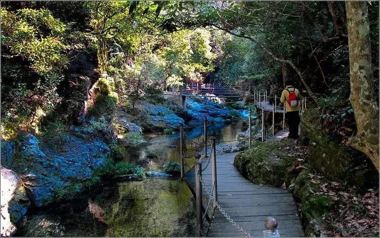 仙寓山富硒茶属于什么茶(仙寓山硒茶价格)-硒宝网