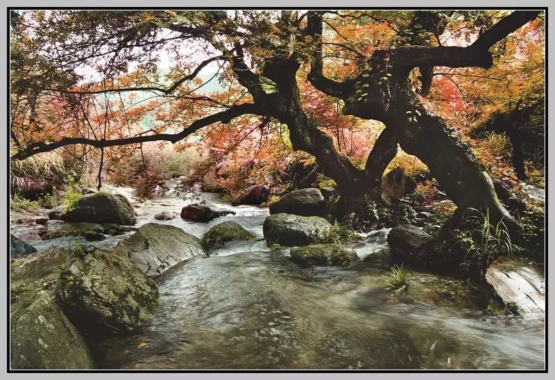 仙寓山富硒茶属于什么茶(仙寓山硒茶价格)-硒宝网