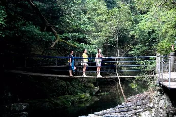 仙寓山富硒茶属于什么茶(仙寓山硒茶价格)-硒宝网