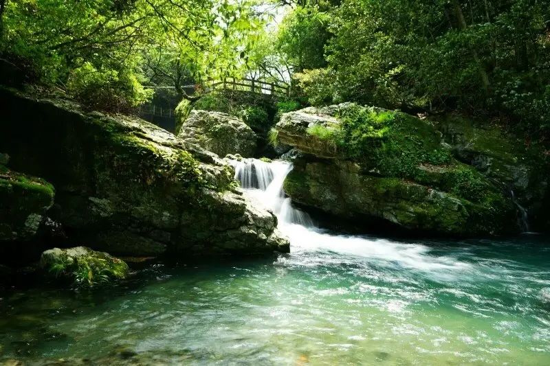 仙寓山富硒茶属于什么茶(仙寓山硒茶价格)-硒宝网
