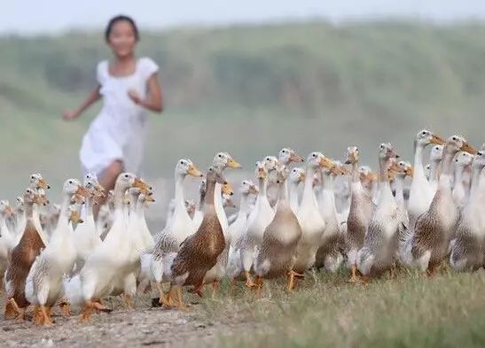 恩施富硒茶什么品牌好吃（恩施富硒新茶）-硒宝网