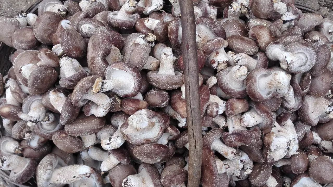 恩施富硒茶什么品牌好吃（恩施富硒新茶）-硒宝网