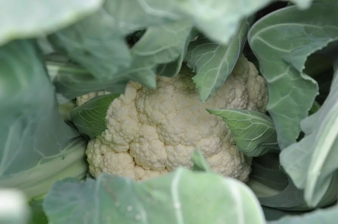 恩施富硒茶什么品牌好吃（恩施富硒新茶）-硒宝网