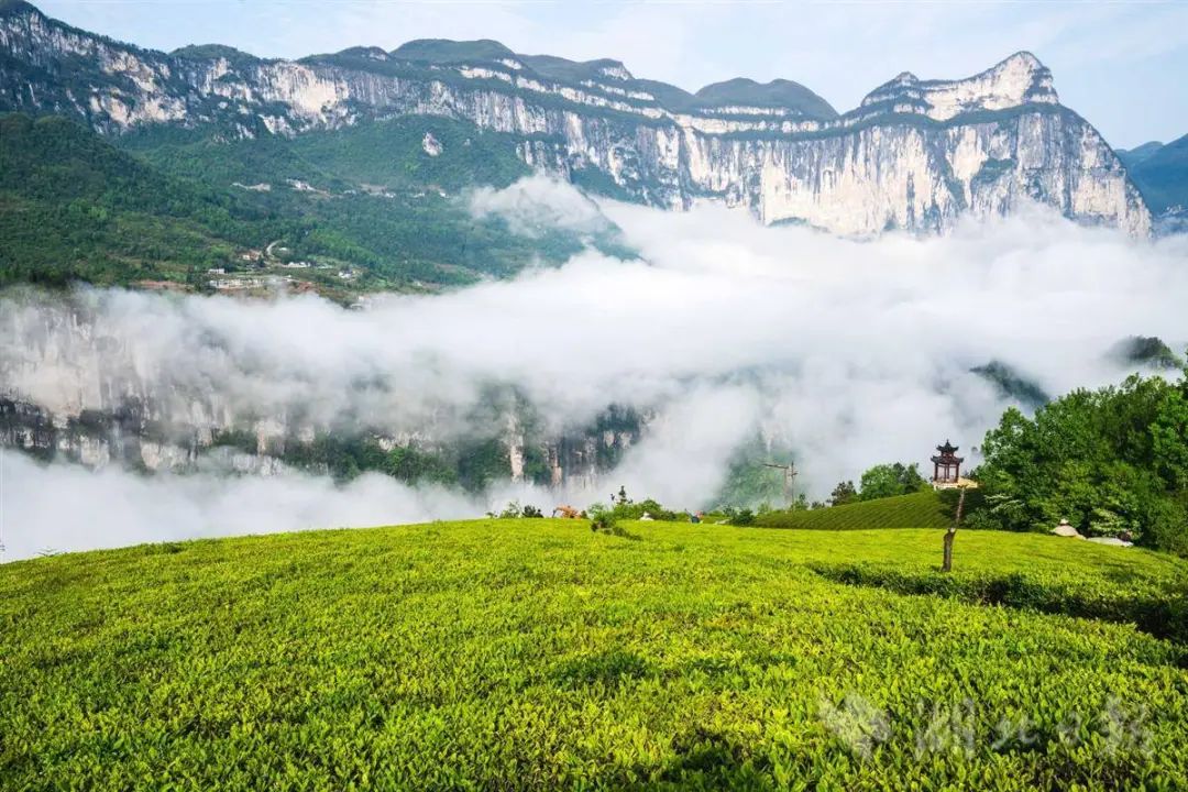 恩施富硒茶 伍家台贡茶(恩施硒茶伍家台贡茶多少钱一盒)-硒宝网