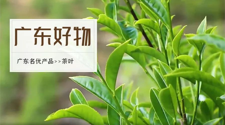 西岩高山富硒茶是什么茶(高山富硒茶功效)-硒宝网
