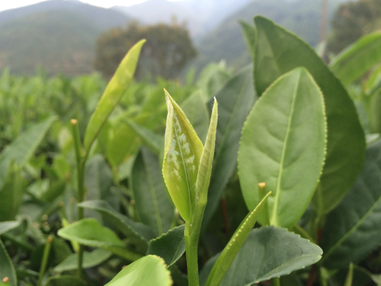 西岩高山富硒茶是什么茶(高山富硒茶功效)-硒宝网