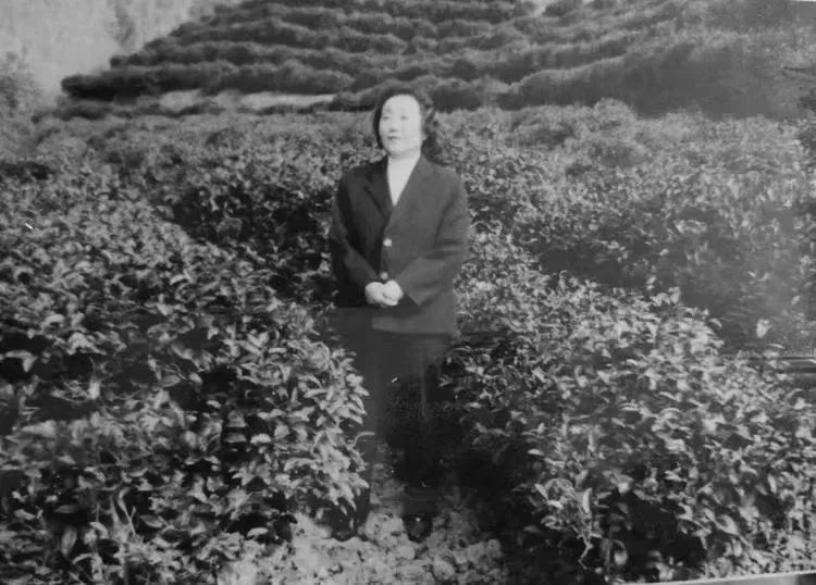 安康富硒茶陕茶一号茶苗（安康富硒茶的功效与作用）-硒宝网