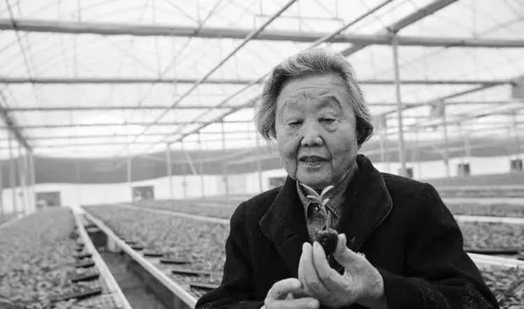 安康富硒茶陕茶一号茶苗（安康富硒茶的功效与作用）-硒宝网