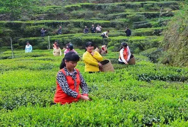 西岩高山富硒茶是什么茶（饶平西岩高山茶含硒）-硒宝网