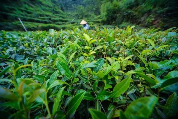 西岩高山富硒茶是什么茶（饶平西岩高山茶含硒）-硒宝网