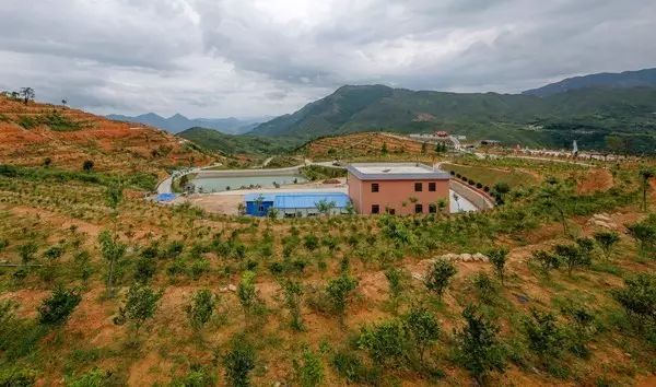 西岩高山富硒茶是什么茶（饶平西岩高山茶含硒）-硒宝网