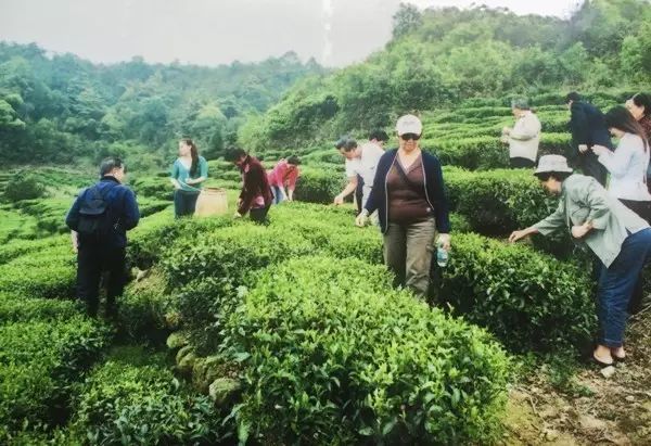 西岩高山富硒茶是什么茶（饶平西岩高山茶含硒）-硒宝网